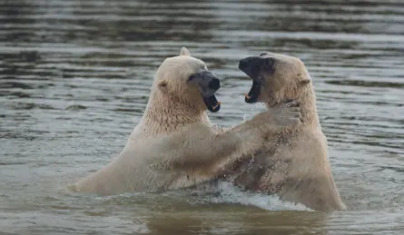 Skandinavisk Dyrepark Isbjørn Medium