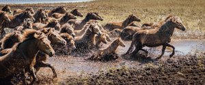 De vilde heste på Langeland er en smuk del af landskabet. Foto: Jonas Legarth