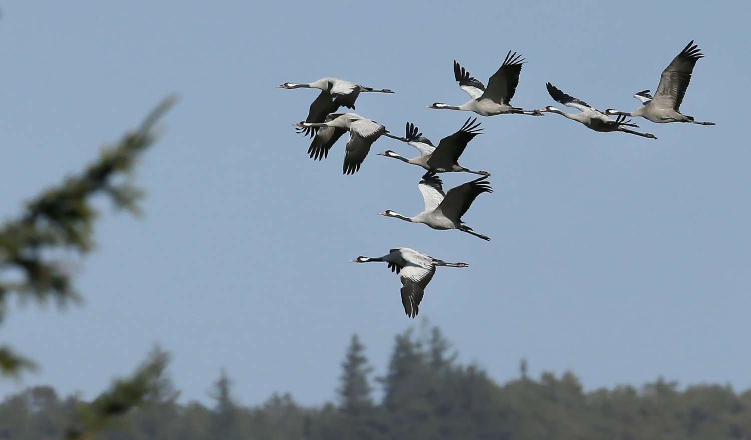 Kraniche im Nationalpark Thy neben Rothirschen