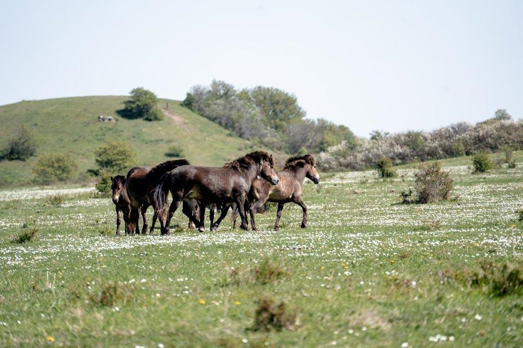 De Vilde Heste På Langeland Gulstav Mose @Corinna Travelmehappy 1200Px