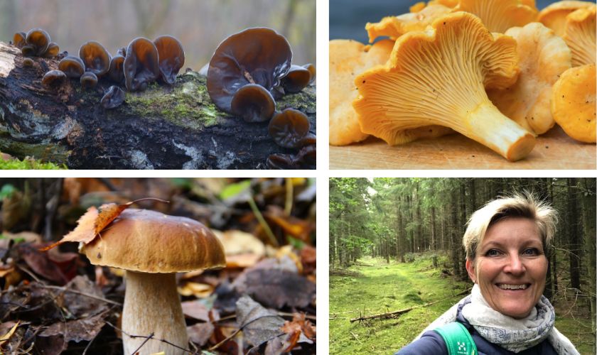 Tre begynder-svampe: Judasøre, kantareller og Karl Johan